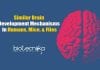 Humans, Flies, & Mice Share Similar Mechanisms In Brain Development Humans & Flies Use Similar Mechanisms