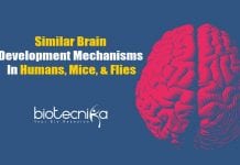 Humans, Flies, & Mice Share Similar Mechanisms In Brain Development Humans & Flies Use Similar Mechanisms