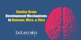 Humans & Flies Use Similar Mechanisms