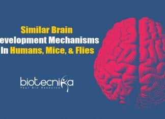 Humans, Flies, & Mice Share Similar Mechanisms In Brain Development Humans & Flies Use Similar Mechanisms