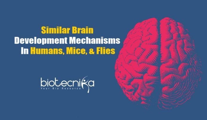 Humans & Flies Use Similar Mechanisms