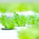 JNTBGRI Junior Research Fellow