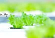 JNTBGRI Junior Research Fellow Job – Botany/Biotech & Bioinformatics JNTBGRI Junior Research Fellow