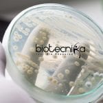 JNU School of Biotechnology Junior Research Fellow Job Opening JNU School of Biotechnology