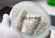 JNU School of Biotechnology Junior Research Fellow Job Opening JNU School of Biotechnology