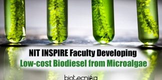 Low-Cost Biodiesel From Microalgae