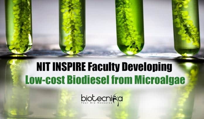 Low-Cost Biodiesel From Microalgae