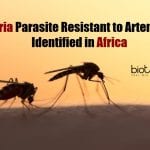 Malaria Parasite Resistant to Artemisinin