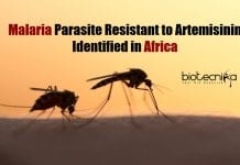 Drug-Resistant Strain of Malaria Parasite Identified In East Africa Malaria Parasite Resistant to Artemisinin
