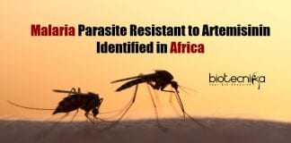 Malaria Parasite Resistant to Artemisinin
