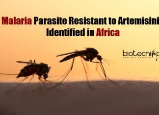 Malaria Parasite Resistant to Artemisinin
