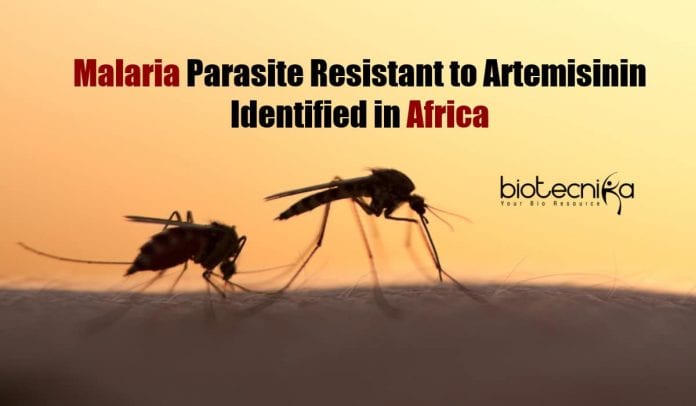 Malaria Parasite Resistant to Artemisinin