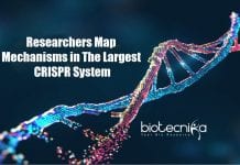 Mechanisms Mapped in the largest CRISPR System