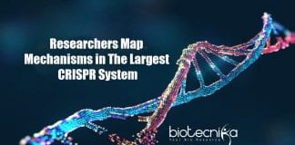 Mechanisms Mapped in the largest CRISPR System