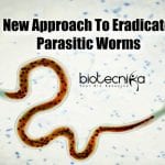 Modelling Parasitic Worm Metabolism