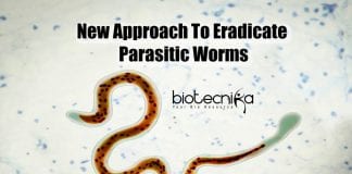 Modelling Parasitic Worm Metabolism