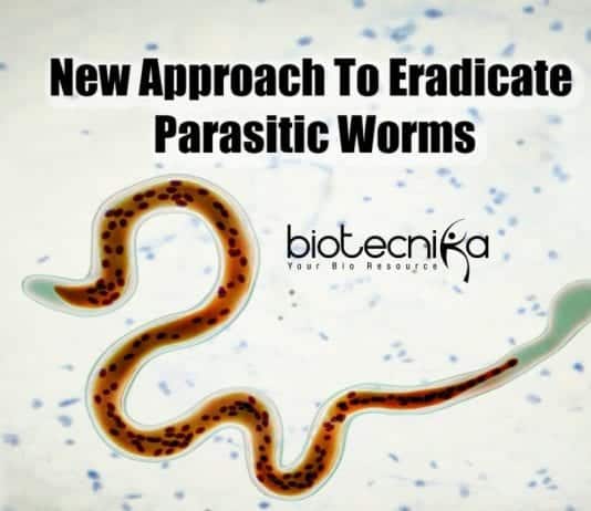 Modelling Parasitic Worm Metabolism