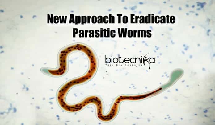 Modelling Parasitic Worm Metabolism