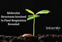 3D Structure of Largest Protein Complex Involved in Plant Respiration Revealed molecular structures in plant respiration