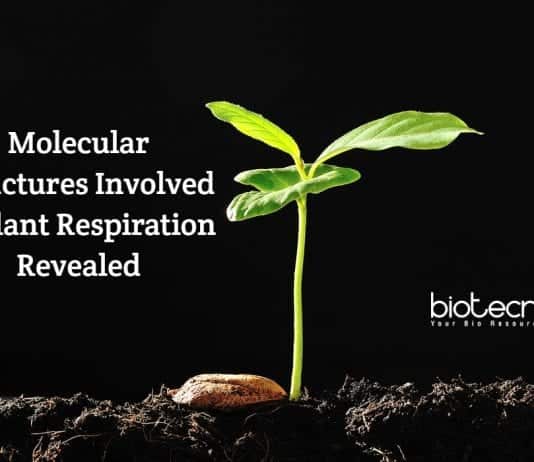 molecular structures in plant respiration
