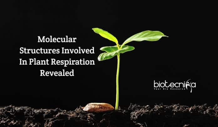 molecular structures in plant respiration