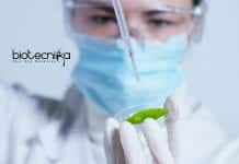 NIPGR Project Associate Job – Short-Term Research Fellowship NIPGR Project Associate Job