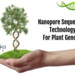 Hidden Traits Of Plant Genome Revealed By Nanopore Genome Sequencing Nanopore genome sequencing technology