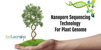 Nanopore genome sequencing technology