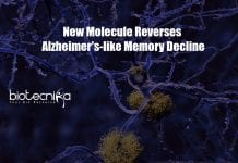 New Molecule Found That Reverses Alzheimer’s-like Memory Decline New molecule reverses Alzheimer's-like memory decline