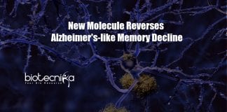 New molecule reverses Alzheimer's-like memory decline