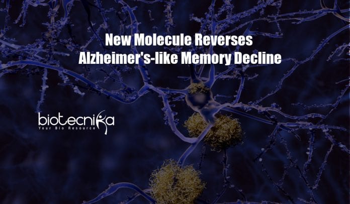 New molecule reverses Alzheimer's-like memory decline