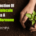 New function of ACC molecule