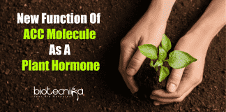 New function of ACC molecule