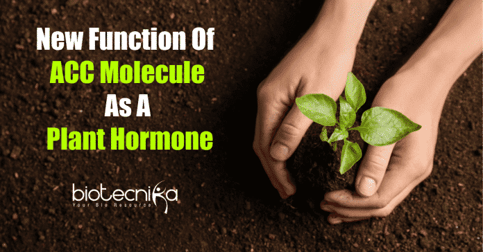 New function of ACC molecule