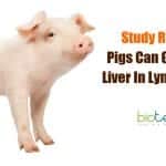 Pigs Grow Additional Liver In Lymph Nodes To Heal Liver Diseases Pigs grow new liver in lymph