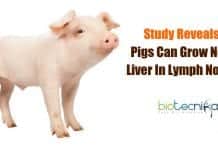 Pigs grow new liver in lymph