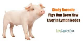 Pigs grow new liver in lymph