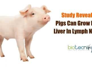 Pigs grow new liver in lymph