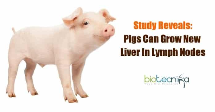 Pigs grow new liver in lymph