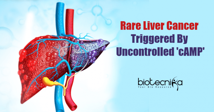 Rare Liver Cancer Triggered