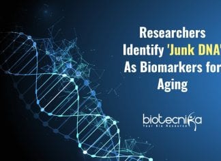 Researchers Identify ‘Junk DNA’ As Biomarkers for Aging Repetitive Sequences Accumulate With Age