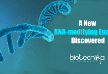 New RNA-modifying Enzyme Discovered Researchers discover a new RNA-modifying enzyme
