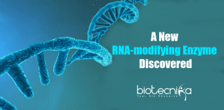 Researchers discover a new RNA-modifying enzyme