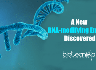 New RNA-modifying Enzyme Discovered Researchers discover a new RNA-modifying enzyme