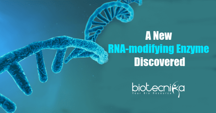 Researchers discover a new RNA-modifying enzyme