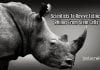 Scientists To Bring Back Malaysian Extinct Rhinos Using Stem Cells Reviving Rhinos From Stem Cells