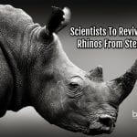 Reviving Rhinos From Stem Cells