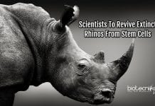 Reviving Rhinos From Stem Cells