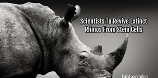 Reviving Rhinos From Stem Cells