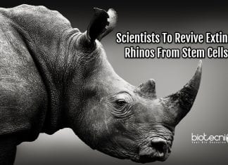 Scientists To Bring Back Malaysian Extinct Rhinos Using Stem Cells Reviving Rhinos From Stem Cells